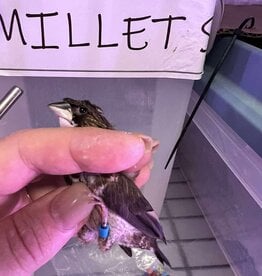 BLUE BAND / LEFT LEG / HATCH 3-1-25	PIED- CRESTED	FINCH- SOCIETY- CAGE #25