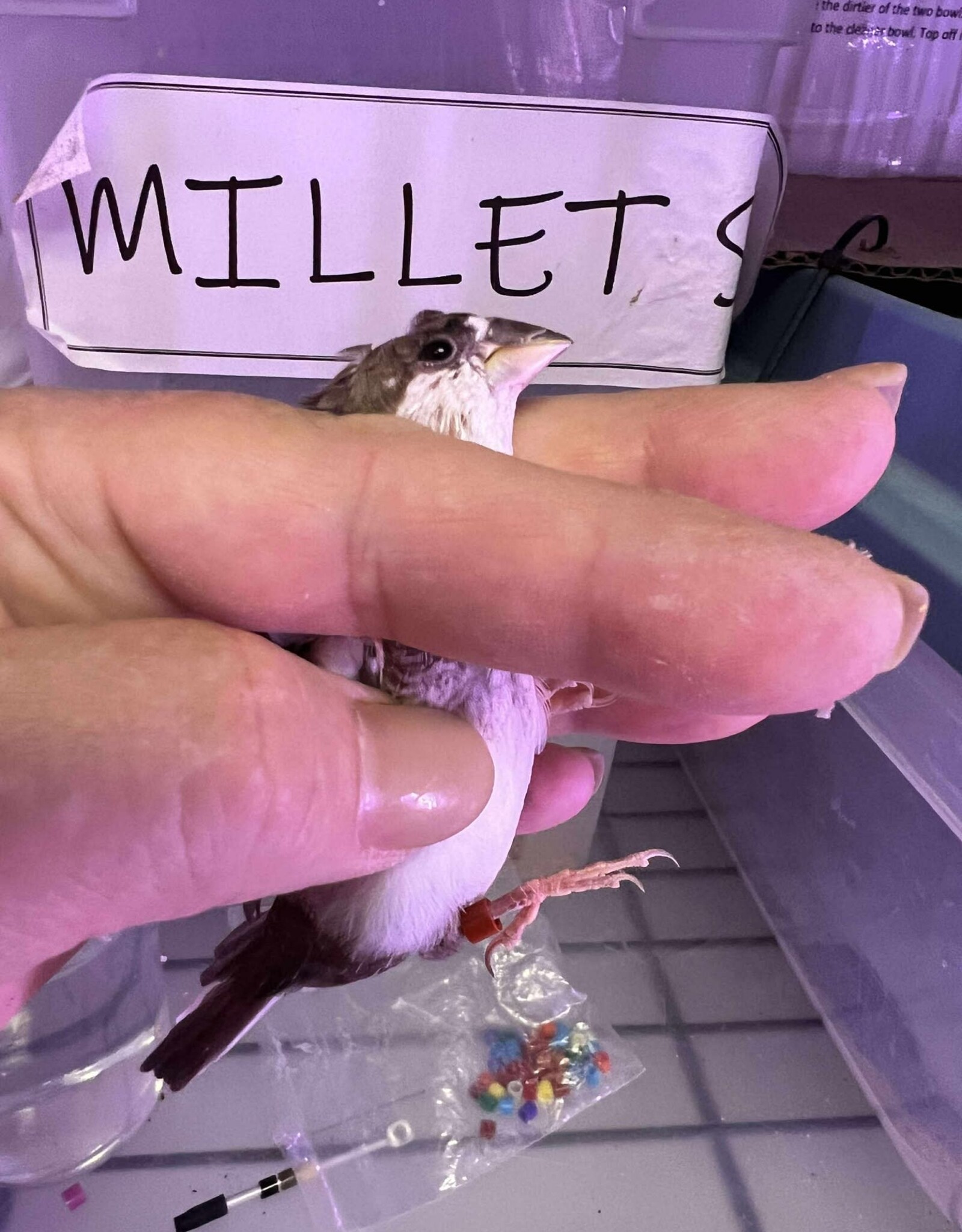 RED BAND / RIGHT LEG / HATCH 3-1-25	PIED- CRESTED	FINCH- SOCIETY- CAGE #25