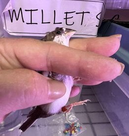 RED BAND / RIGHT LEG / HATCH 3-1-25	PIED- CRESTED	FINCH- SOCIETY- CAGE #25