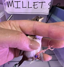 PURPLE BAND / RIGHT LEG / HATCH 3-1-25	PIED	FINCH- SOCIETY- CAGE #25