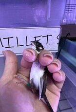 DARK GREEN BAND / LEFT LEG / HATCH 3-1-25- PIED- CRESTED-	FINCH- SOCIETY- CAGE #26