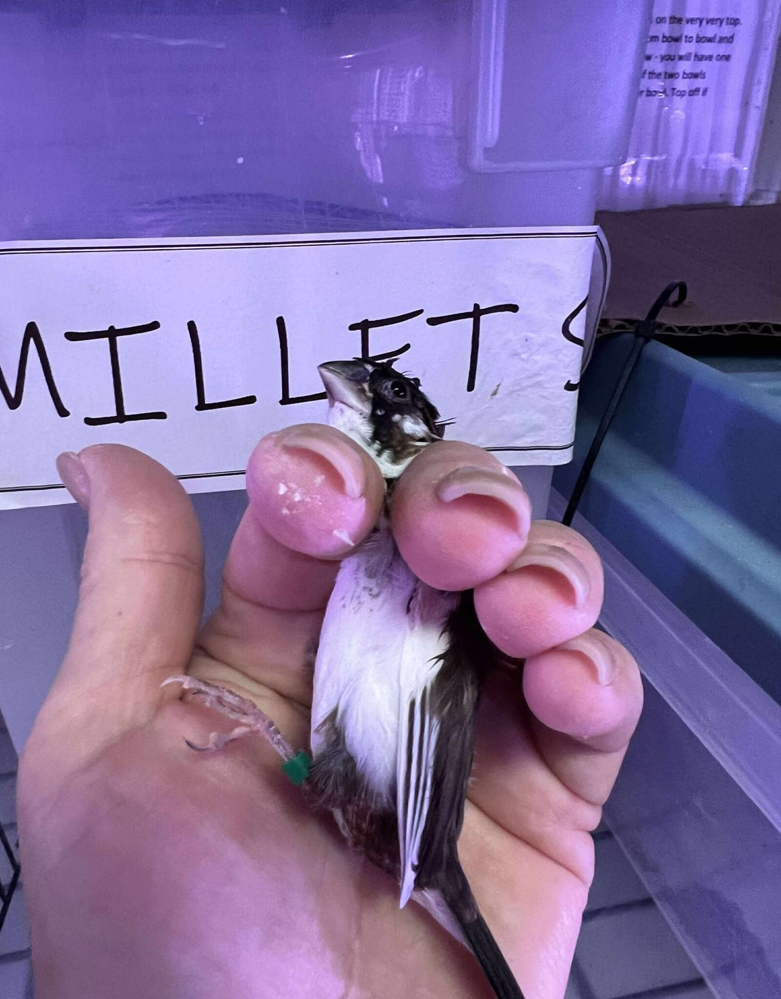 DARK GREEN BAND / LEFT LEG / HATCH 3-1-25- PIED- CRESTED-	FINCH- SOCIETY- CAGE #26