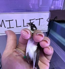 DARK GREEN BAND / LEFT LEG / HATCH 3-1-25- PIED- CRESTED-	FINCH- SOCIETY- CAGE #26