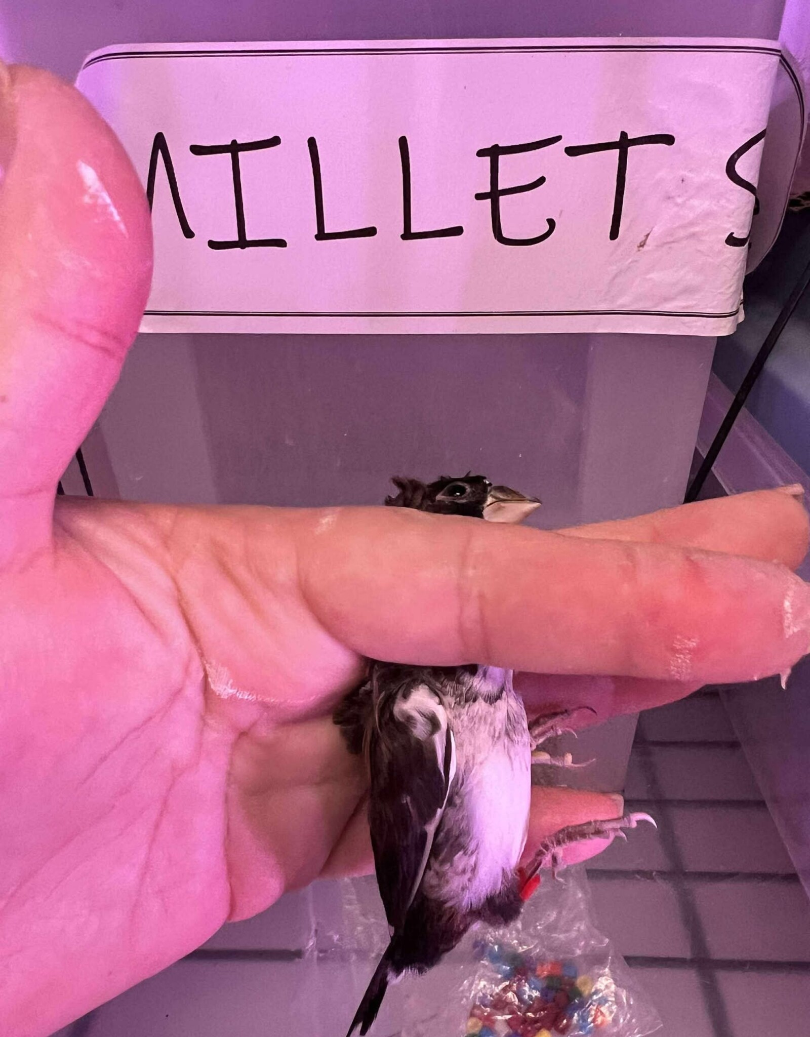 RED BAND / RIGHT LEG / HATCH 3-1-25	PIED- CRESTED-	FINCH- SOCIETY- CAGE #26