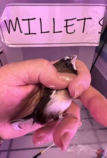 GREY BAND / RIGHT LEG / HATCH 3-1-25	PIED-	FINCH- SOCIETY- CAGE #26