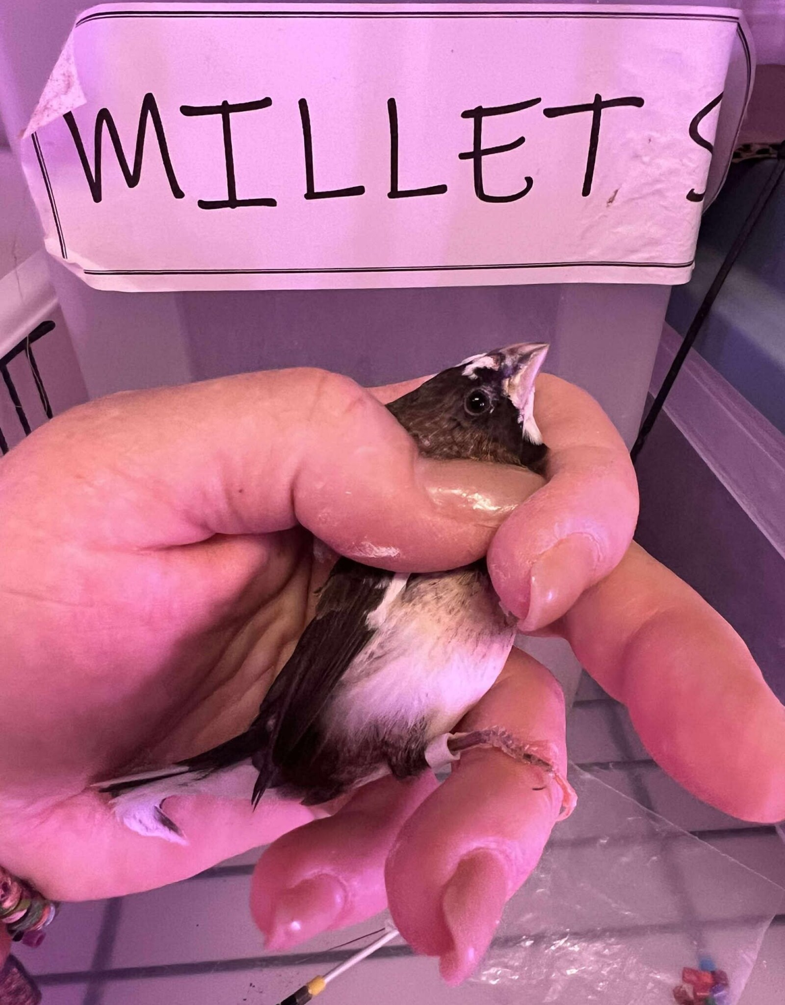 GREY BAND / RIGHT LEG / HATCH 3-1-25	PIED-	FINCH- SOCIETY- CAGE #26