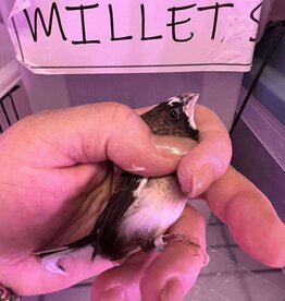 GREY BAND / RIGHT LEG / HATCH 3-1-25	PIED-	FINCH- SOCIETY- CAGE #26