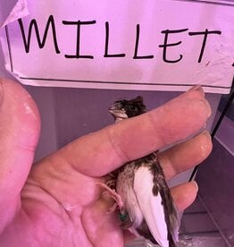 GREEN BAND / LEFT LEG / HATCH 3-1-25	PIED- CRESTED-	FINCH- SOCIETY- CAGE #26