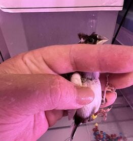 YELLOW BAND / RIGHT LEG / HATCH 3-1-22- PIED- CRESTED- FINCH- SOCIETY- CAGE #26