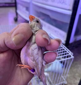 PURPLE BAND / LEFT LEG / HATCH 3-1-25- ORANGE BREASTED- FINCH- ZEBRA- ENGLISH	FEMALE- CAGE #27