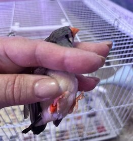 ORANGE BAND / RIGHT LEG / HATCH 3-1-25- CLASSIC GREY- FINCH- ZEBRA- ENGLISH	FEMALE- CAGE #27