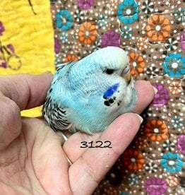 RAFL 3122 / HATCH 4-14-25	COBALT OPALINE- PARAKEET- ENGLISH- 1-1-25- CAGE #23