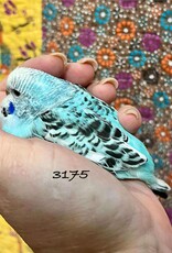 RAFL 3175 / HATCH 4-16-25	COBALT OPALINE- PARAKEET- ENGLISH- 1-1-25- CAGE #23