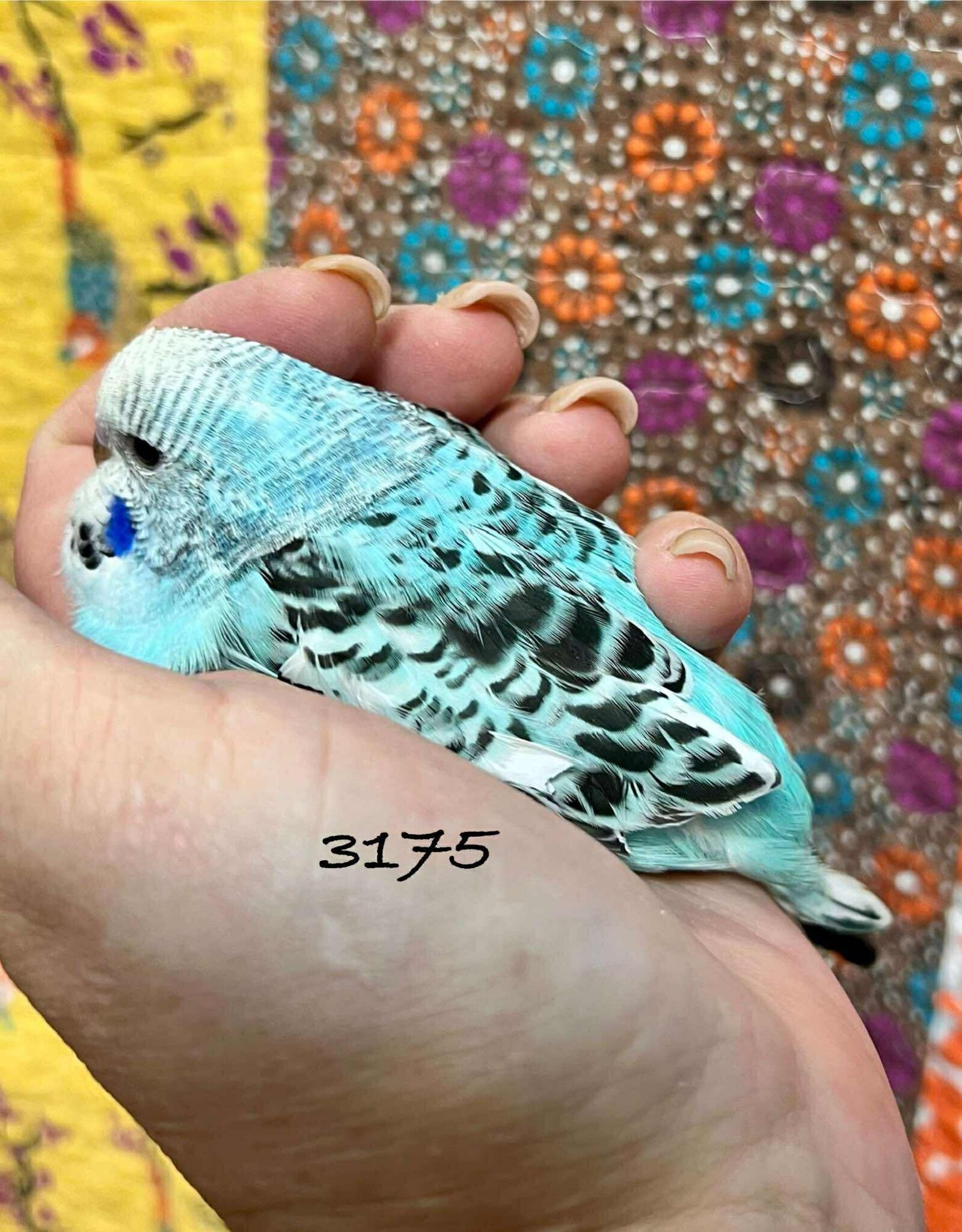 RAFL 3175 / HATCH 4-16-25	COBALT OPALINE- PARAKEET- ENGLISH- 1-1-25- CAGE #23