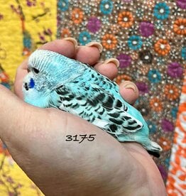 RAFL 3175 / HATCH 4-16-25	COBALT OPALINE- PARAKEET- ENGLISH- 1-1-25- CAGE #23