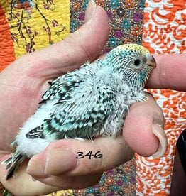 WBF PA 346 / HATCH 4-28-25	YELLOW FACE, COBALT OPALINE- PARAKEET- ENGLISH- 1-1-25- CAGE #23