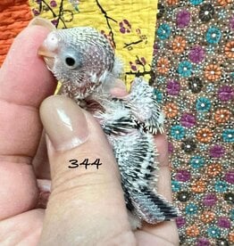 WBF PA 344 / HATCH 5-5-25	YELLOW FACE, COBALT OPALINE- PARAKEET- ENGLISH- 1-1-25- CAGE #23