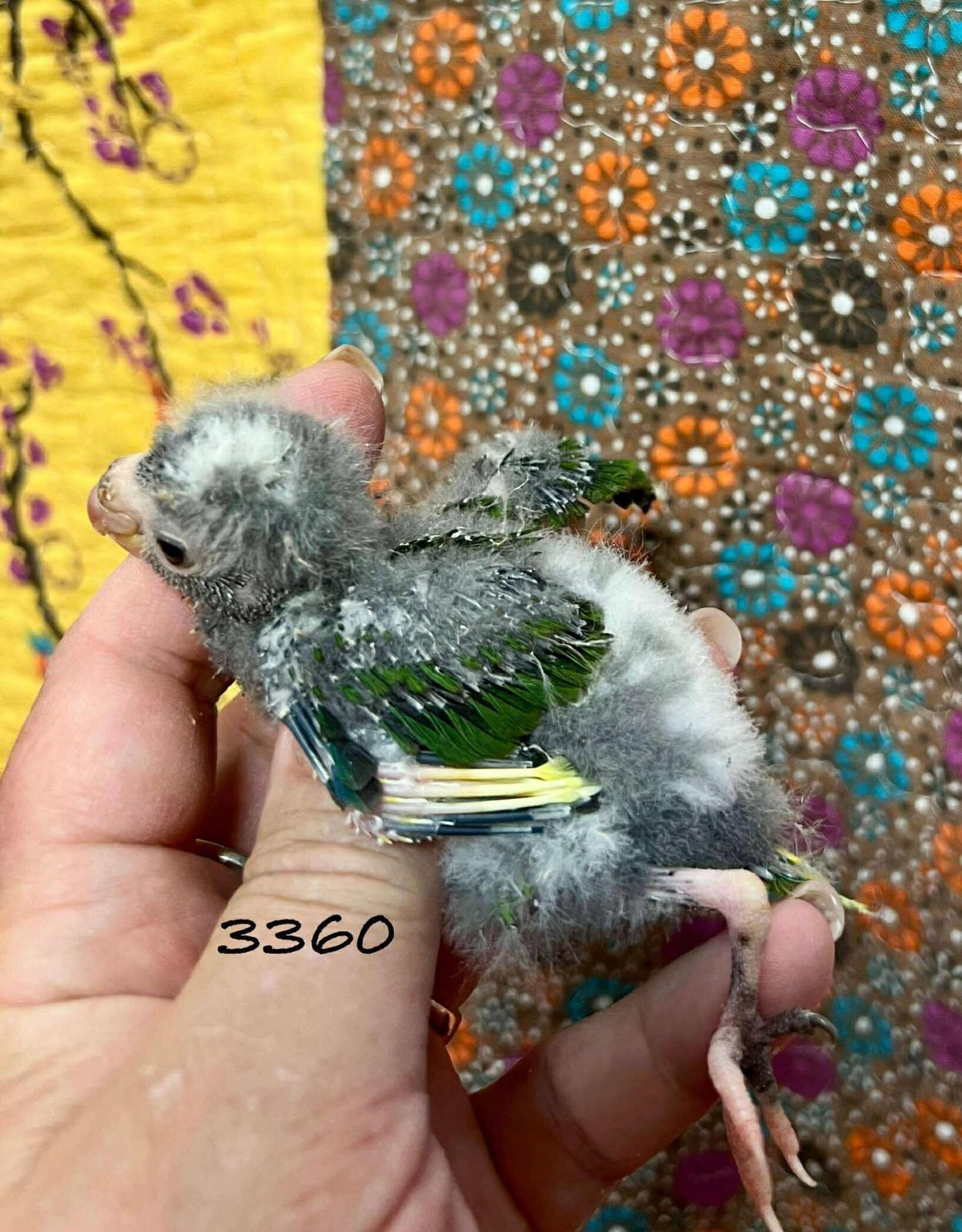 RAFL 3360 / HATCH 4-22-25	PIED  	RED FRONTED KAKARIKI * DNA FEMALE- CAGE #16