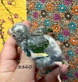 RAFL 3360 / HATCH 4-22-25	PIED  	RED FRONTED KAKARIKI- CAGE #16