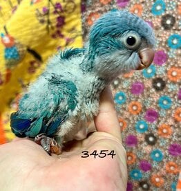 RAFL 3454 / HATCH 4-20-25- BLUE- PARROT- QUAKER- CAGE #3
