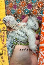 RAFL 3363 / HATCH 4-21-25- YELLOWSIDE- GREEN CHEEK- CAGE #38 (PHOTO OF PARENTS SHOWN)