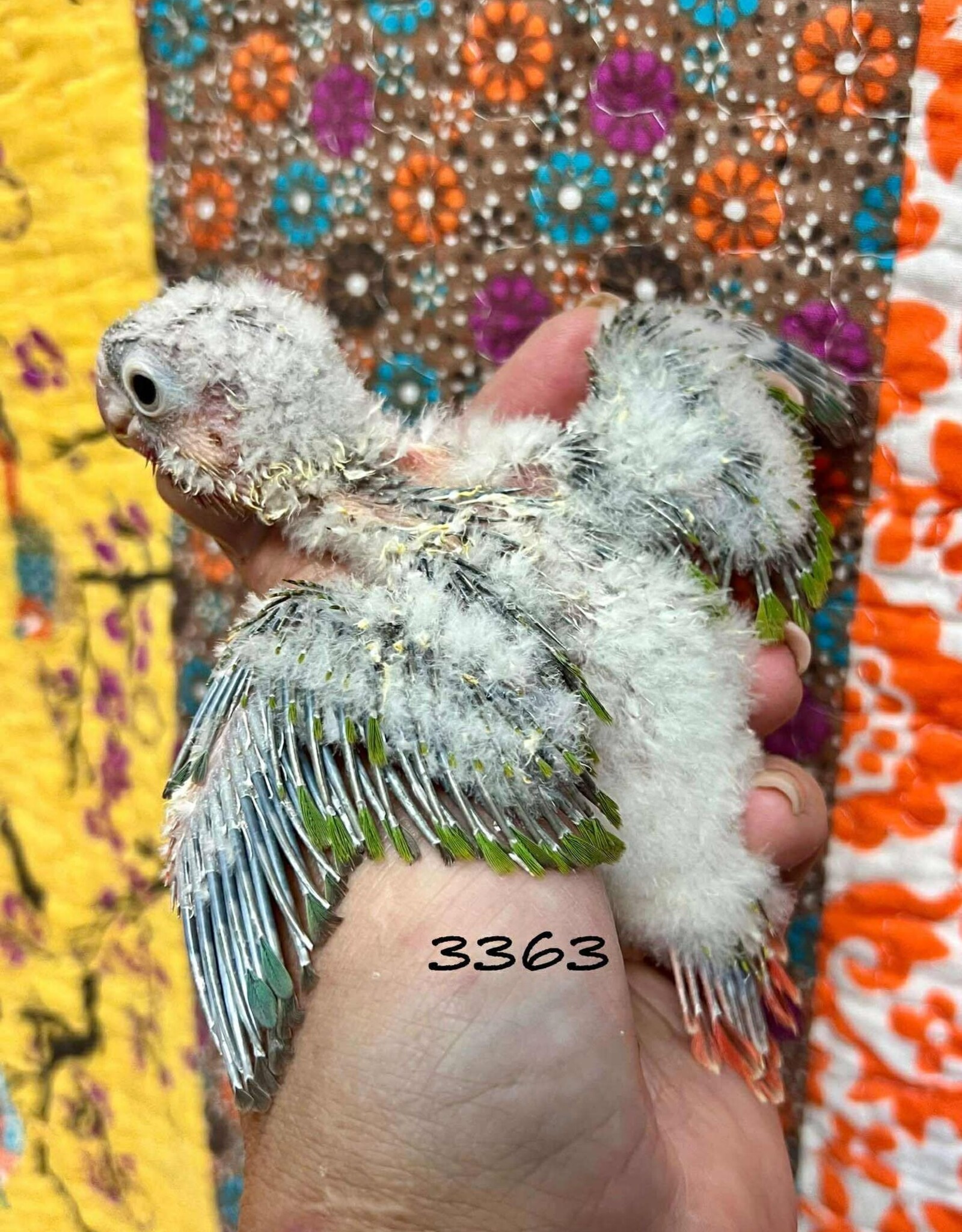 RAFL 3363 / HATCH 4-21-25- YELLOWSIDE- GREEN CHEEK- CAGE #38 (PHOTO OF PARENTS SHOWN)