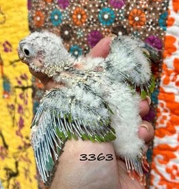 RAFL 3363 / HATCH 4-21-25- YELLOWSIDE- GREEN CHEEK- CAGE #38 (PHOTO OF PARENTS SHOWN)