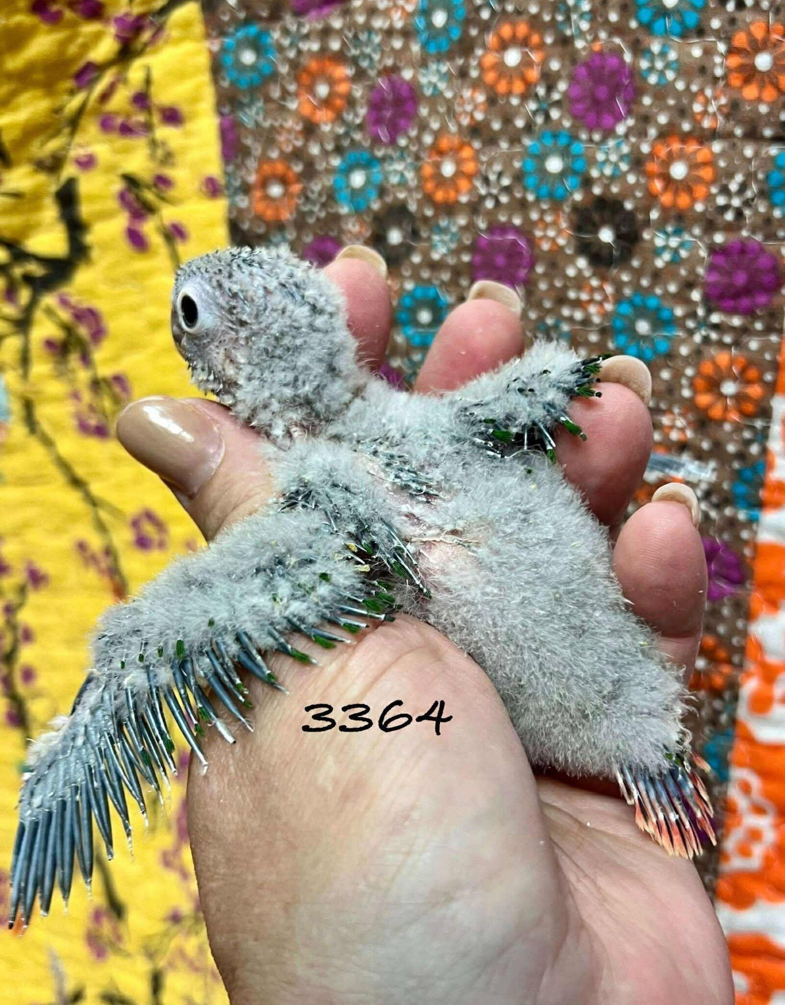 RAFL 3364 / HATCH 4-25-25- YELLOWSIDE- GREEN CHEEK- CAGE #38 (PHOTO OF PARENTS SHOWN)