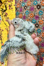 RAFL 3365 / HATCH 4-22-25- YELLOWSIDE- GREEN CHEEK- CAGE #38 (PHOTO OF PARENTS SHOWN)