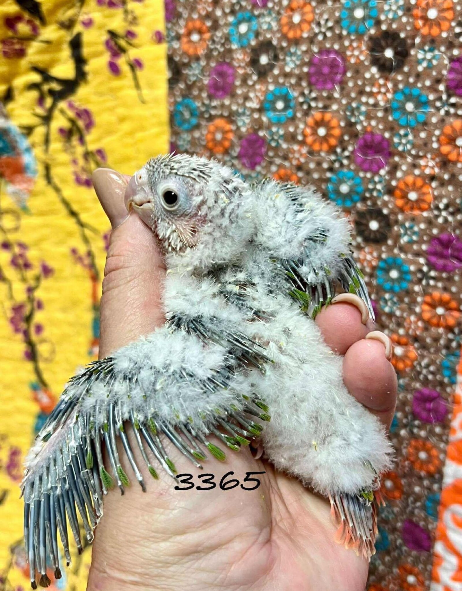RAFL 3365 / HATCH 4-22-25- YELLOWSIDE- GREEN CHEEK- CAGE #38 (PHOTO OF PARENTS SHOWN)