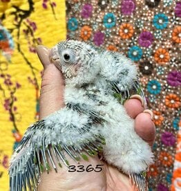 RAFL 3365 / HATCH 4-22-25- YELLOWSIDE- GREEN CHEEK- CAGE #38 (PHOTO OF PARENTS SHOWN)
