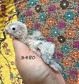 RAFL 3480 / HATCH 4-27-25- GREEN CHEEK- CAGE #38 (PHOTO OF PARENTS SHOWN)