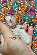 RAFL 3367 / HATCH 4-29-25- GREEN CHEEK- CAGE #38 (PHOTO OF PARENTS SHOWN)