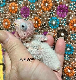 RAFL 3367 / HATCH 4-29-25- GREEN CHEEK- CAGE #38 (PHOTO OF PARENTS SHOWN)