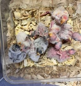 RAFL     / HATCH 5-16-25- TOO YOUNG TO BAND- GREEN CHEEK- CAGE #38 (PHOTO OF PARENTS SHOWN)