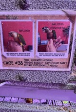 RAFL 3367 / HATCH 4-29-25- GREEN CHEEK- CAGE #38 (PHOTO OF PARENTS SHOWN)