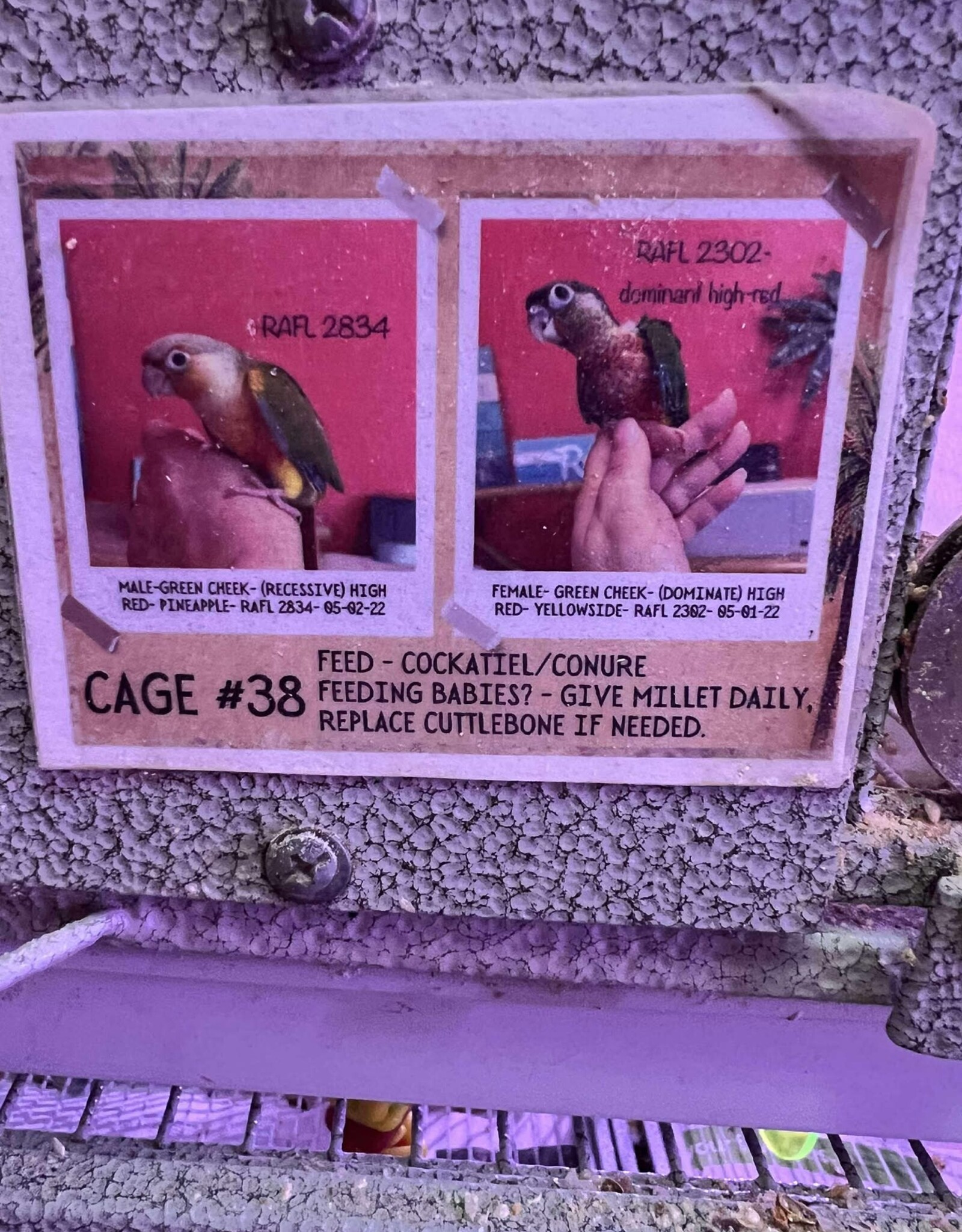 RAFL 3367 / HATCH 4-29-25- GREEN CHEEK- CAGE #38 (PHOTO OF PARENTS SHOWN)