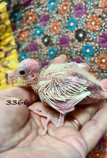 RAFL 3366 / HATCH 4-28-25- LUTINO- COCKATIEL-B CAGE #45