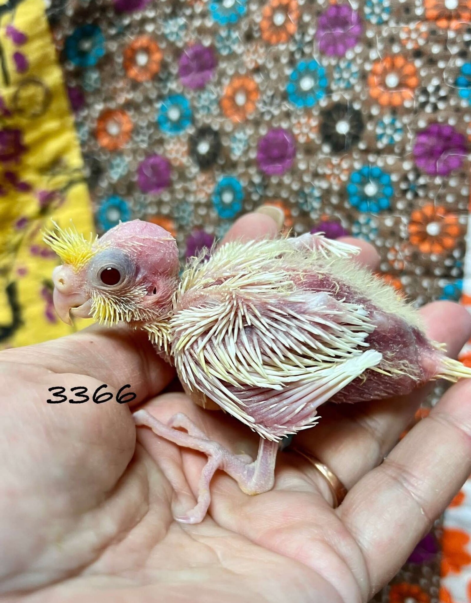 RAFL 3366 / HATCH 4-28-25- LUTINO- COCKATIEL-B CAGE #45