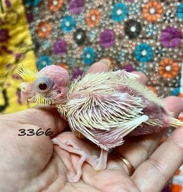 RAFL 3366 / HATCH 4-28-25- LUTINO- COCKATIEL-B CAGE #45