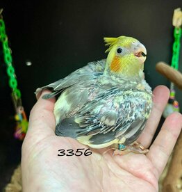 RAFL 3356 / HATCH 4-14-25	PEARL PIED- COCKATIEL