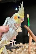 RAFL 3283 / HATCH 4-8-25	PEARL  - COCKATIEL