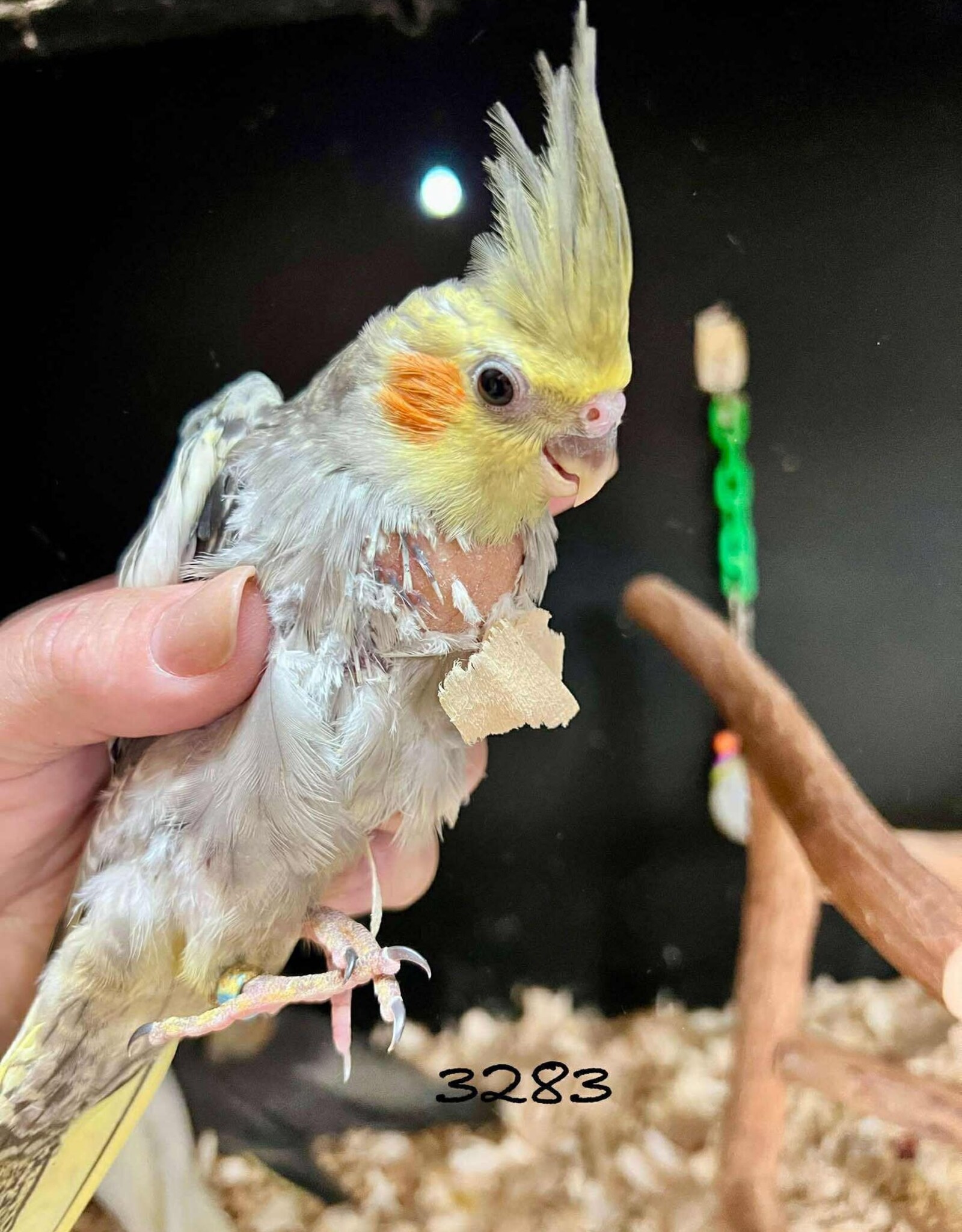 RAFL 3283 / HATCH 4-8-25	PEARL  - COCKATIEL