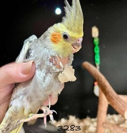 RAFL 3283 / HATCH 4-8-25	PEARL  - COCKATIEL