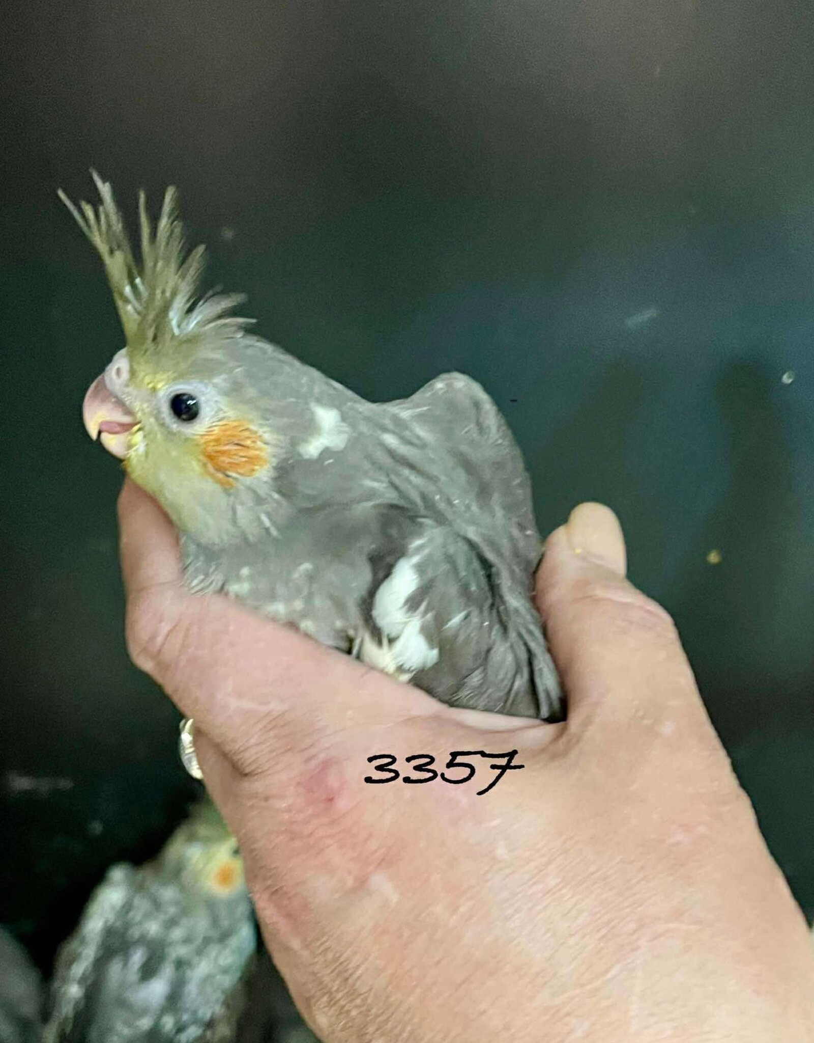 RAFL 3357 / HATCH 4-4-25- 	CLASSIC GREY- COCKATIEL