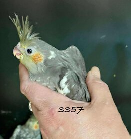 RAFL 3357 / HATCH 4-4-25- 	CLASSIC GREY- COCKATIEL
