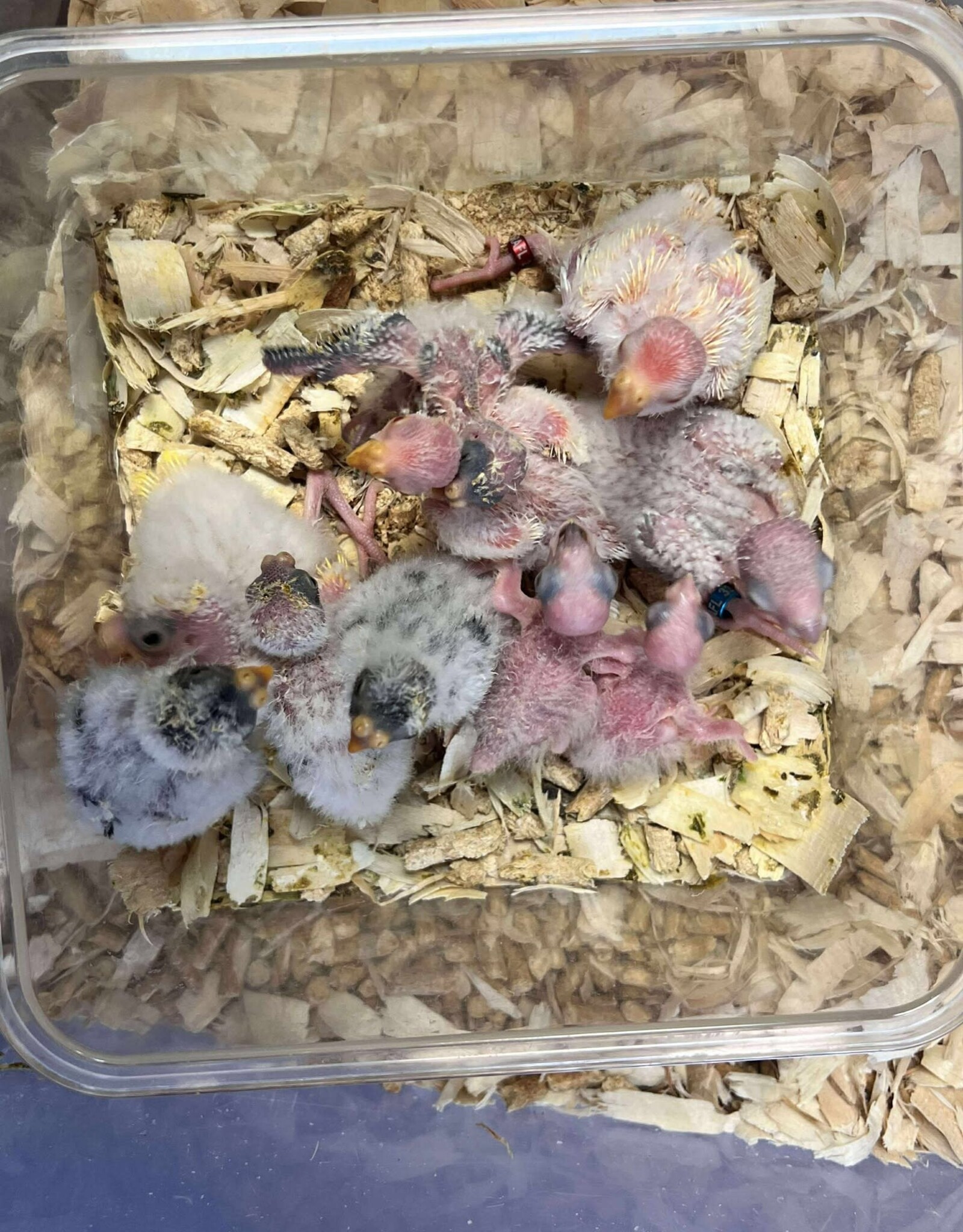 RAFL      HATCH 5-10-25- PARAKEET-BOURKE- NORMAL