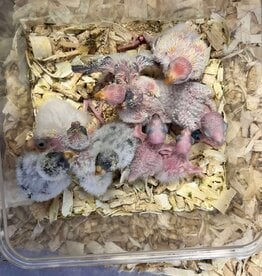 RAFL      HATCH 5-10-25- PARAKEET-BOURKE- NORMAL