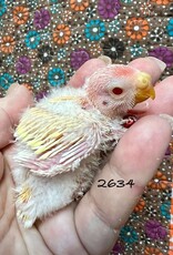 RAFL 2634 / HATCH 5-8-25- PARAKEET- BOURKE- LUTINO