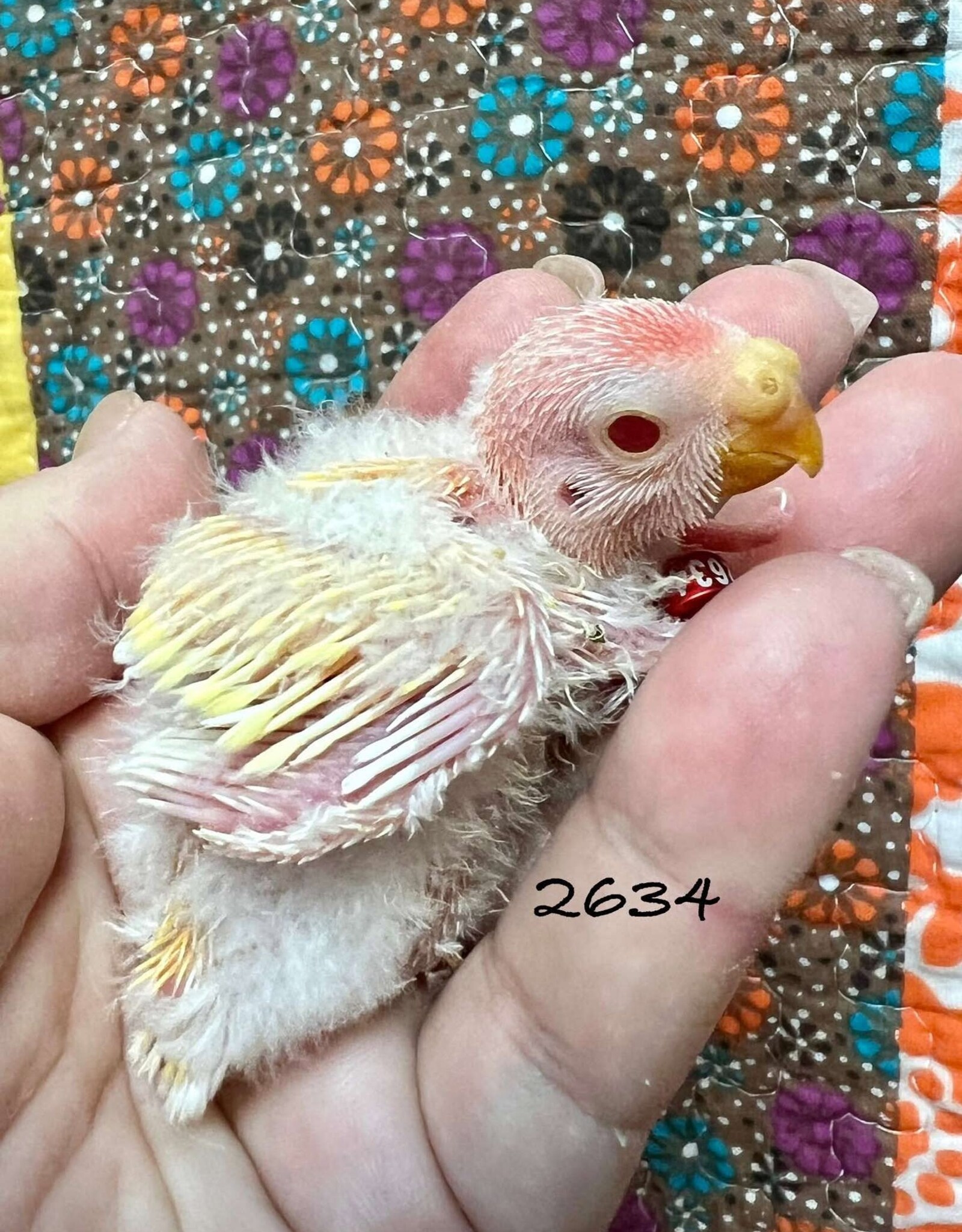 RAFL 2634 / HATCH 5-8-25- PARAKEET- BOURKE- LUTINO
